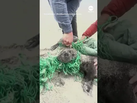 Baby seals cut loose from fishing net | ABC News