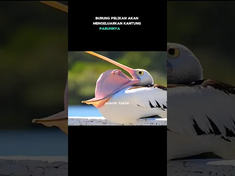 TERNYATA SEPERTI INILAH WAJAH MENGERIKAN HEWAN KETIKA MENGUAP #viral #fakta #shortvideo #subscribe
