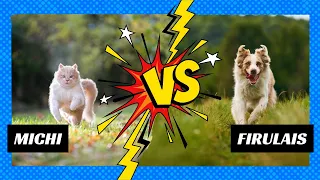 Gatos vs Perros ¿CUÁL ES MÁS RÁPIDO?