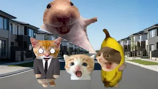 Banana Cat Adventures 🍌😺 63