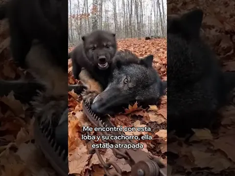 El Cachorro De Esta Loba Me Dejo Emocionado