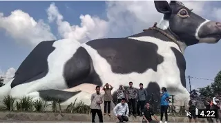 KUMPULAN SAPI MONSTER DI INDONESIA 2024