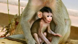 Gorgeous young monkey with a fantastic mother