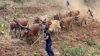 MUTIRÃO DE ARAÇÃO DE TERRA EM MARIA DA FÉ MG - 2021