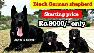 Z Black German shepherd puppies for sale || starting price just 9000/- ||@EynathegsdLife