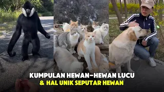 Seputar hewan-hewan unik | Kompilasi Uda Kepo