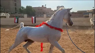 🔥Hot Arabian Horse🔥