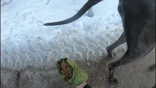 Picking Up Dog Poop Totally Blind