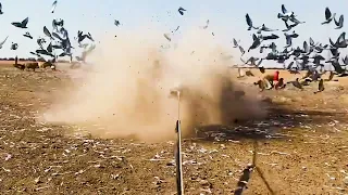கொடூர பறவைகள் செய்த வேலைய பாருங்க  Birds hunting snakes animals video tamil