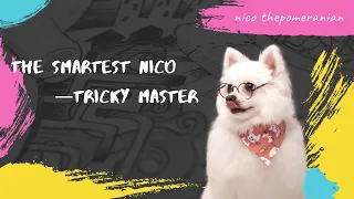 Have you ever seen a dog smarter than a human?#nico #dog #cute #smartnico