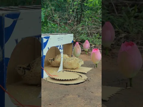 Really Genius Unique Quail Trap Idea Using Cardboard Box #Outdoors #survival #skills #camping