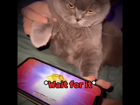 Cats Funny Opening 😂🤫 #brawlstars #cats #pets #animals #cute