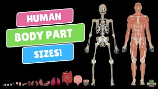 How Big Is Each Human Organ?