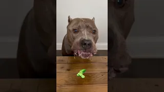 Fruits and Veggies for Dogs ASMR
