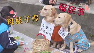 小狗母親節幫媽媽賣菜，很多人卻已忘記對母親表達愛【我叫元小旦】