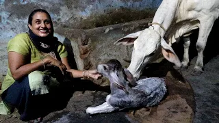 Cow Delivery 🐄|| Mayka Vlog ||UP Vlogger Babli