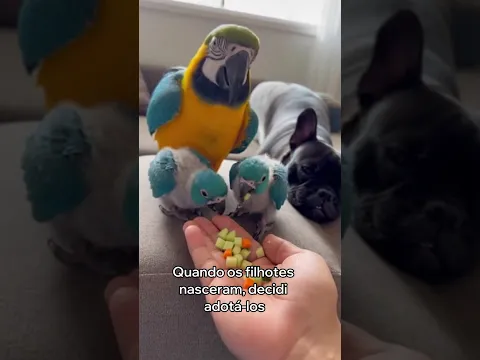 Esta Arara Entrou No Meu Quarto Em Busca De Ajuda