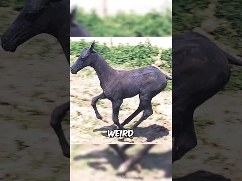Animals You Have Never Seen without Hair