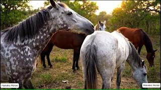 Wild Horse mating in the African Forest