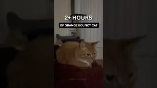 2 Hours Of Orange Bouncy Cat...