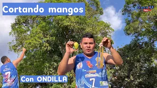 Como cortar mango con resortera / hondilla