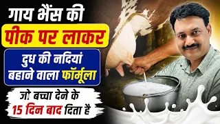 गाय भैंस को पीक पर लाकर दुध की नदियां बहाने वाला फॉर्मूला जो बच्चा देने के 15 दिन बाद देना है