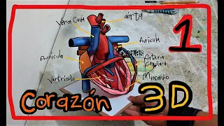 Maqueta del Corazon 3D (parte 1)