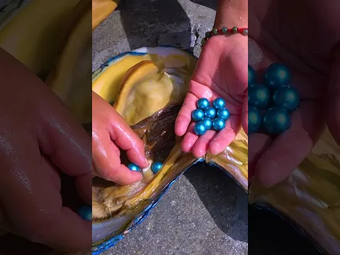 👑👑Giant Blue Clam, Brilliant Super Pearl King
