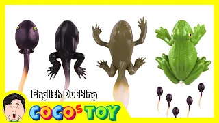 En Dubbing｜I brought toy frog eggs home and raised them myself｜Toy frog, tadpole, frog eggs｜CoCosToy