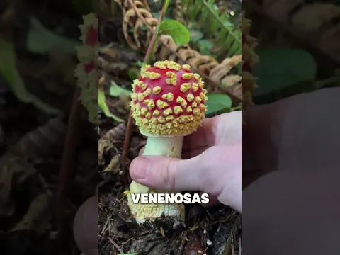 O segredo dos COGUMELOS