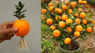 🍊Grow orange tree - unique way