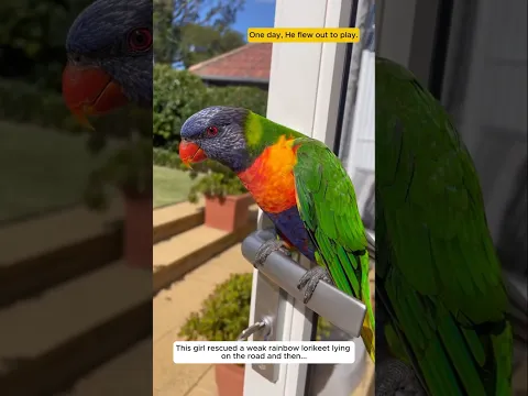 This girl rescued a weak rainbow lorikeet lying on the road, and then...