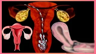 Pregnancy in 3 Minutes | 🤰 Best Video | MUST WATCH ‼️