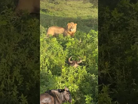 The wildebeest is clever at hiding from the lion king
