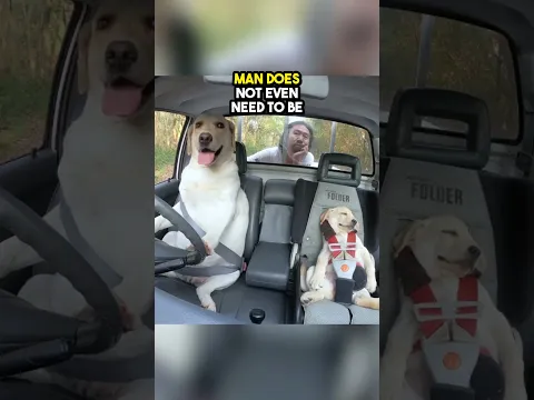 He taught his dogs how to drive ❤️