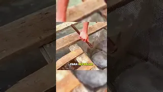 O QUE ELE CONSTRUIU PARA PEGAR PEIXE VAI TE DEIXAR DE BOCA ABERTA 😱 #curiosidades #impressionante