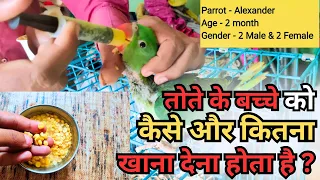 तोते के बच्चों को कैसे और कितना खाना देना चाहिए | Baby Parrot Feeding Information