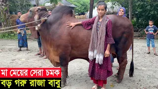 2022 ঈদে মা ও মেয়ের সেরা চমক গোপালগঞ্জের বড় গরু রাজা বাবু দাম সহ বিস্তারিত জানুন raja babu goru