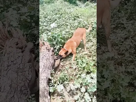 Unbelievable! A Purebred Malinois Found and Tore Into a Long-Lost Tire