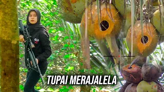 KAKEK DADAY SEDIH POHON KELAPANYA DI RUSAK TUPAI