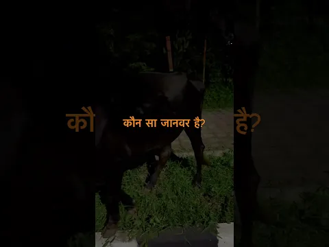Kaun sa Animal hai