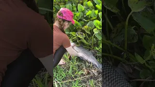 Survival fish trapping skills with chicken for huge fish