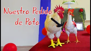 Gallo Lino Pide La Pata a Su Gallina Bella /LinoelGalloconBotas
