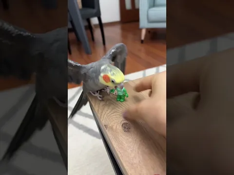 Osman’ın değişime kapalı olduğu noktasını atlamışım 🤦🏽‍♀️ #oyuncak #cockatiels #shorts