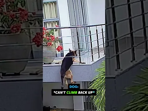 Dog Almost Fell😭