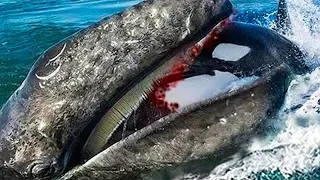 10 Times Sea Animals Messed with the Wrong Opponent