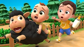 Baa Baa Black Sheep. Where Are You? | Lalafun Nursery Rhymes & Kids Songs