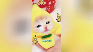 ¡Este bebé panda siempre está intentando escapar!#funnyshorts #pets #cute #love 