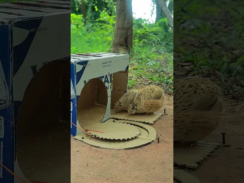 Really Quick Outdoors Quail Trap Idea Using Cardboard Box #Outdoors #survival #skills #camping