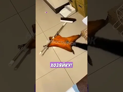 🤣 Хитрая белка хотела обмануть хозяйку, но та всё засняла! | Новостничок